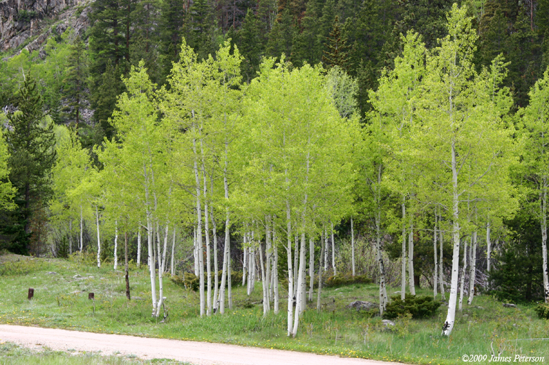 Aspen Grove (43324)