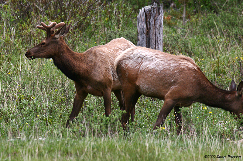 Elk (43456)