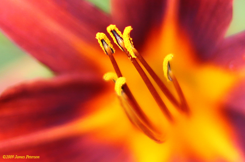 Day Lily (0336)