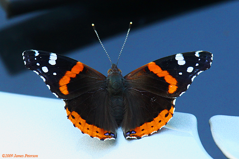 Butterfly (0435)