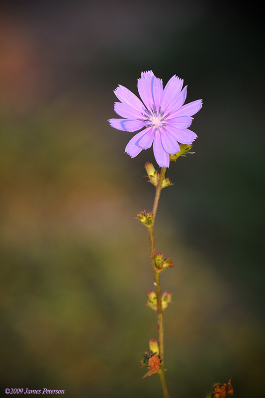 Roadside Flower (0653)