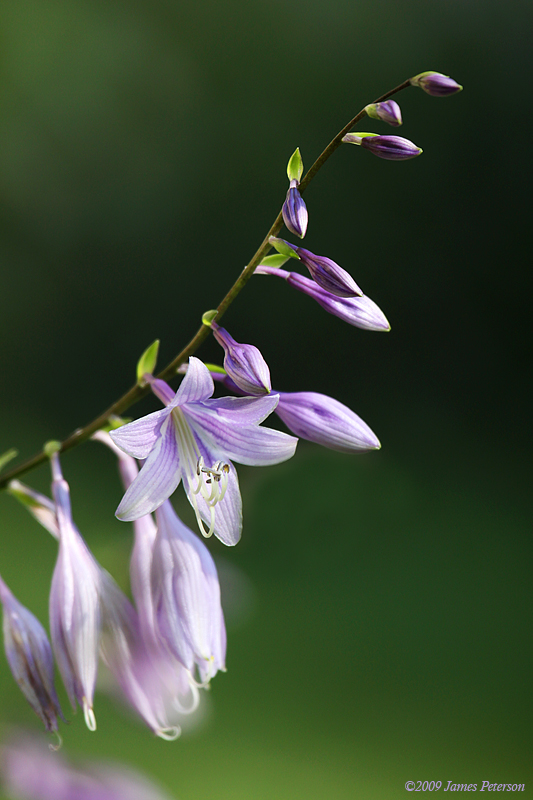 Hostas (0818)