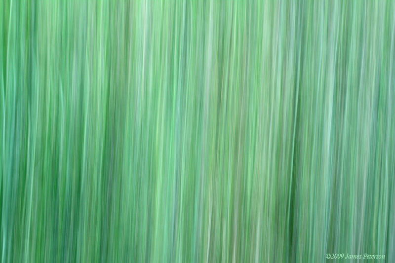 Grass (1509)