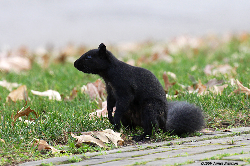 Black Squirrel (3795)