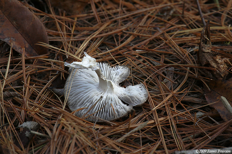 Mushroom (3622)