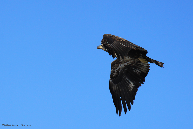 Eagle (5958)