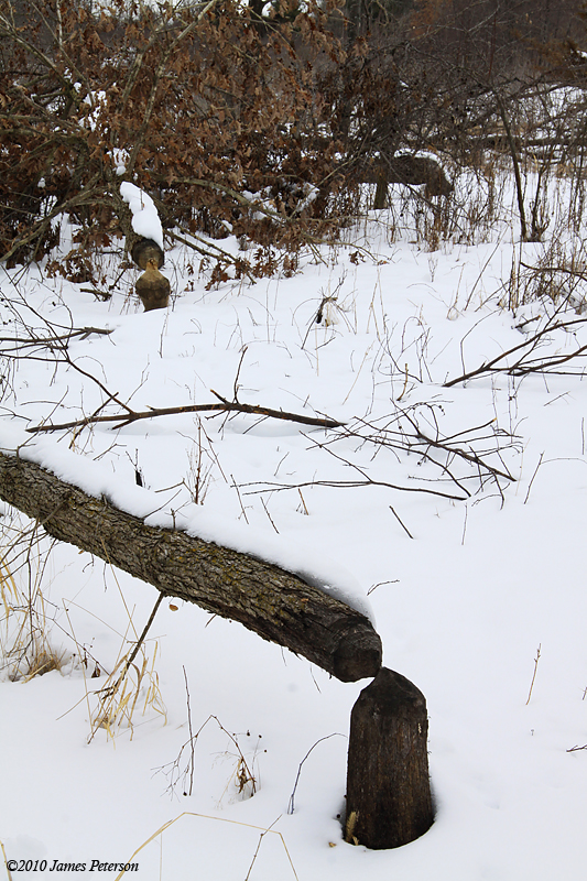 Beavers at Work (6507)