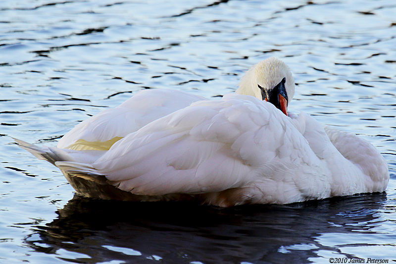Preening Swan (10,567)