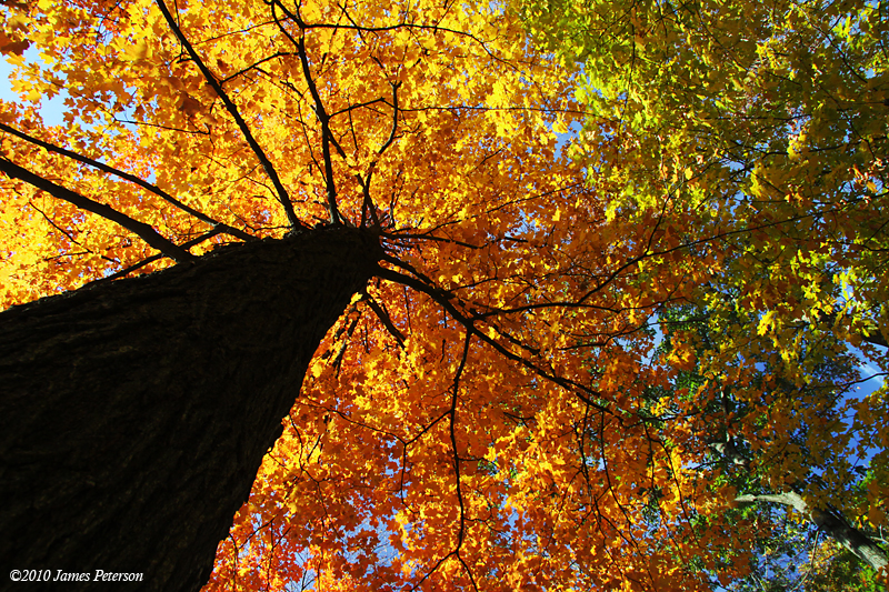 Autumn Tree (10625)