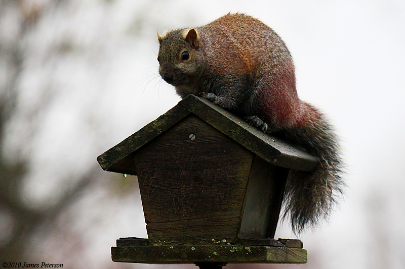 Holiday Squirrel (11335)