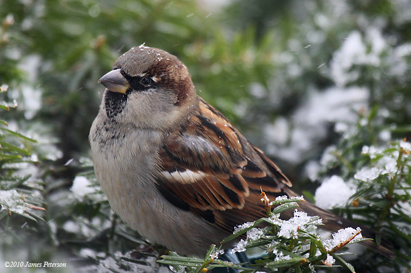 Sparrow (11610)