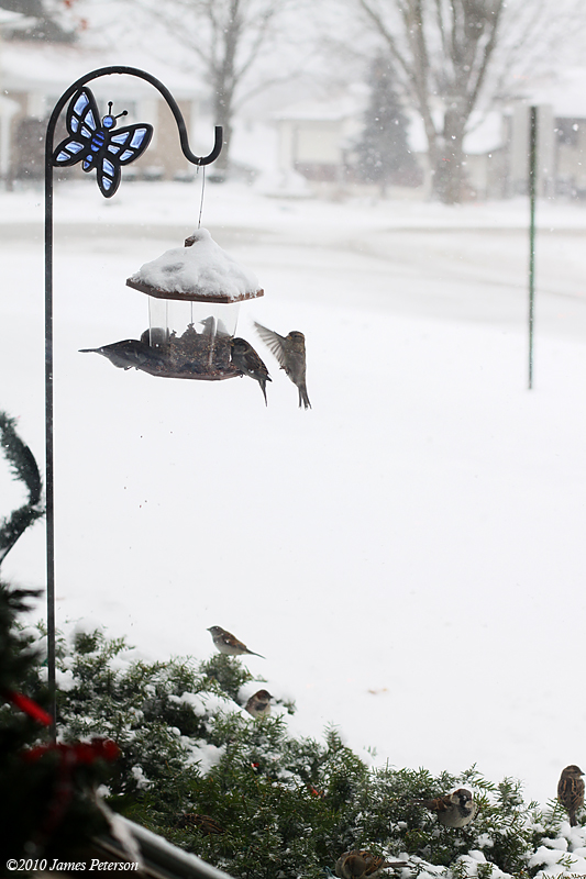 at the feeder (11614)