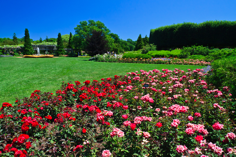 Rose Garden (15349)