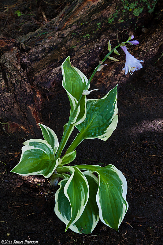 Hosta (15490)