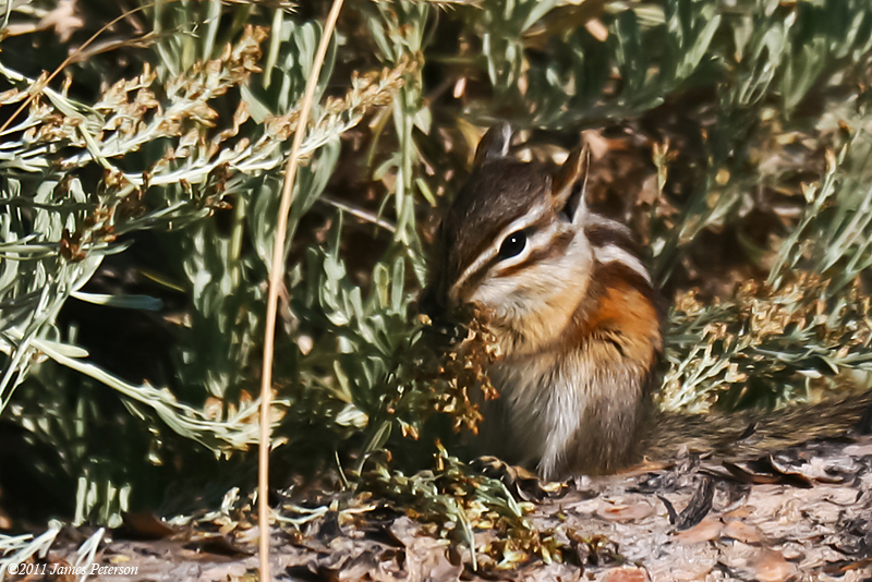 Ground Squirrel (46108)