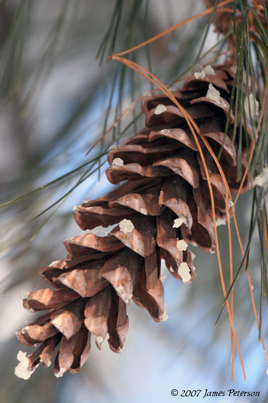 Pine Cone (13270)