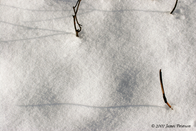 Long Shadows (13318)