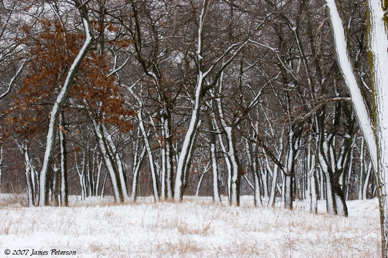 Winter Woodland (13518)