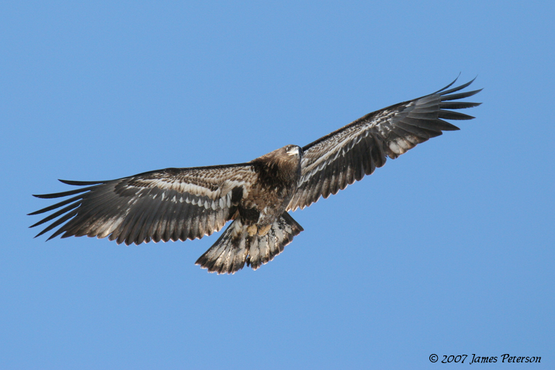 Juvenile Bald Eagle (14156)