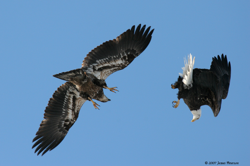 Bald Eagle Fight (14518)