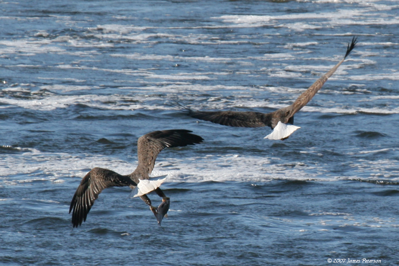 Bald Eagles Fishing (14720)