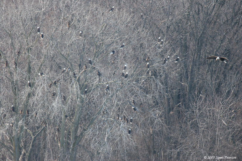 Bald Eagles In Trees (14347)