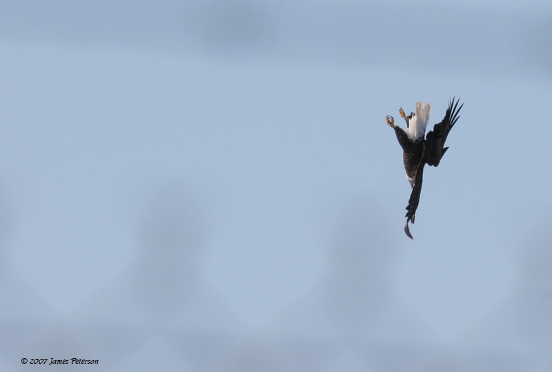 Diving Bald Eagle (14174)