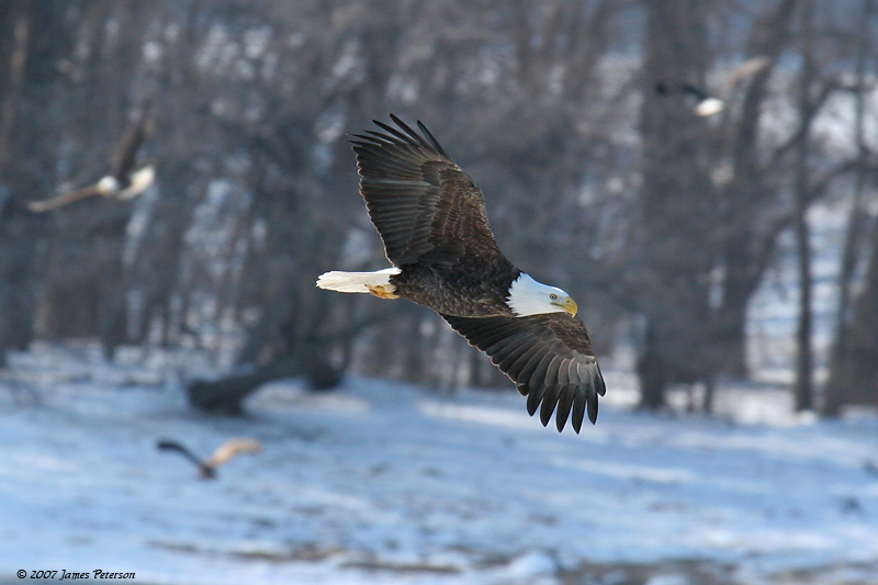 Bald Eagle Fishing (14604)