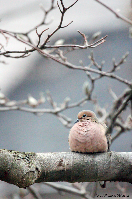 Mourning Dove (15570)