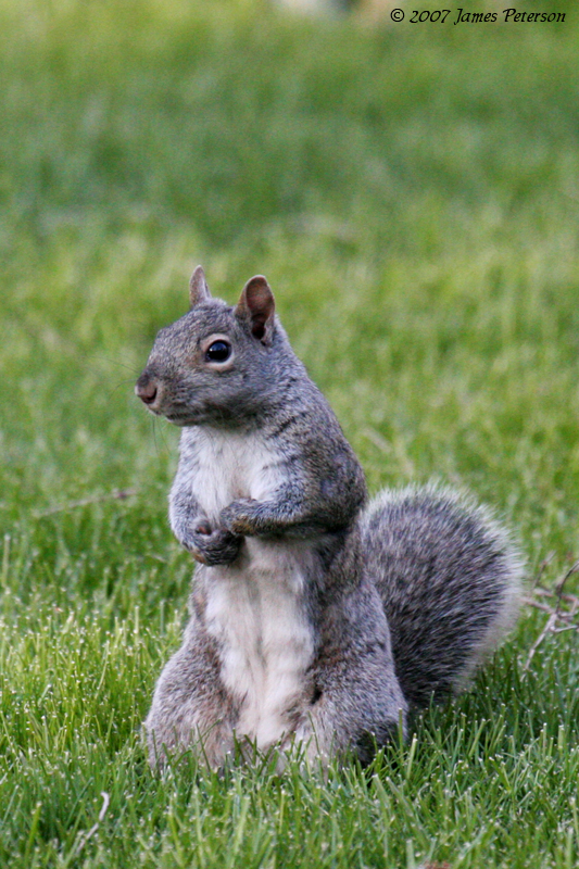 Squirrel (15760)