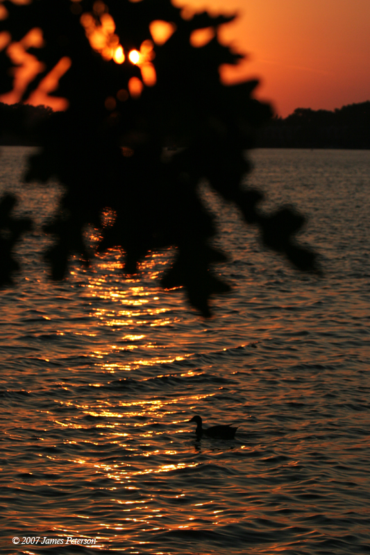 Sunset Duck (20123)