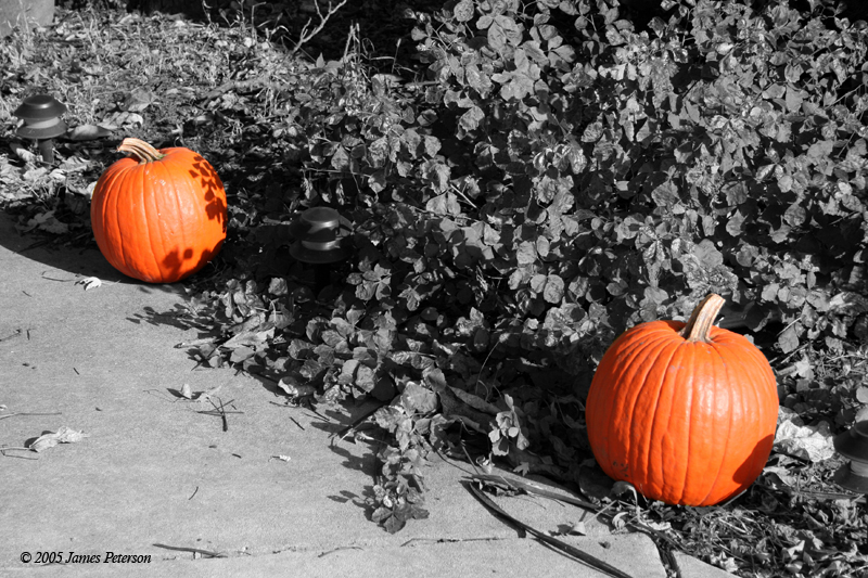 Pumpkins (0875)