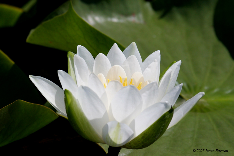 Water Lily (20525)