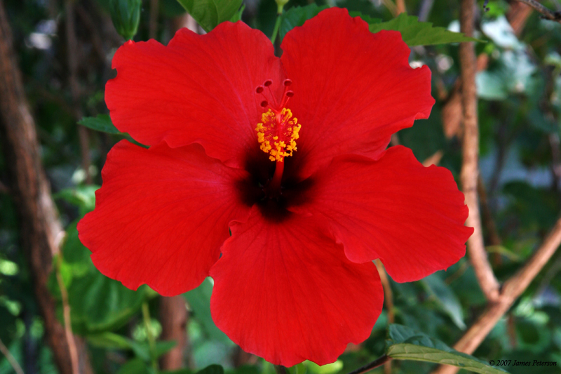 Hibiscus Crop (22329)