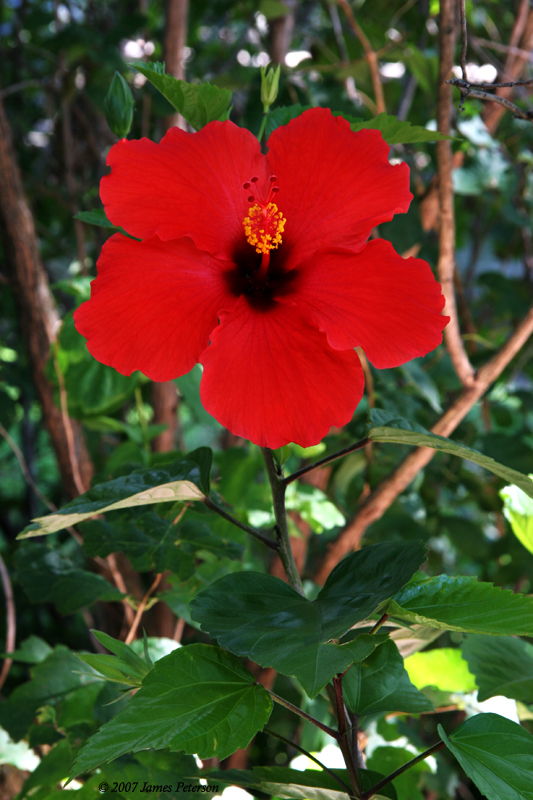 Red Hibiscus (22329)