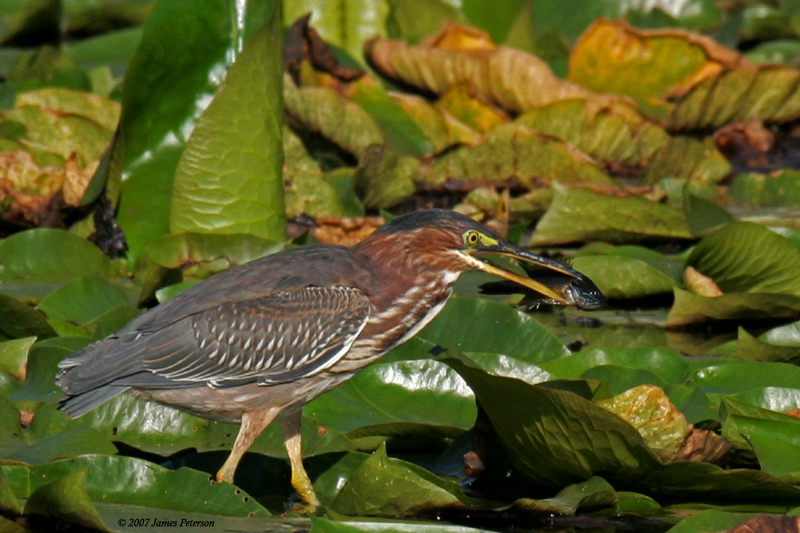 Young Green Heron With Fish (22658)