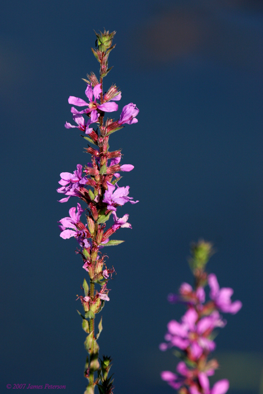 Purple Flowers (22404)
