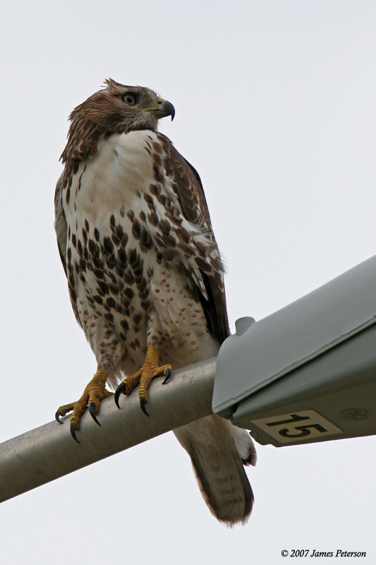 Red-tailed Hawk (23021)
