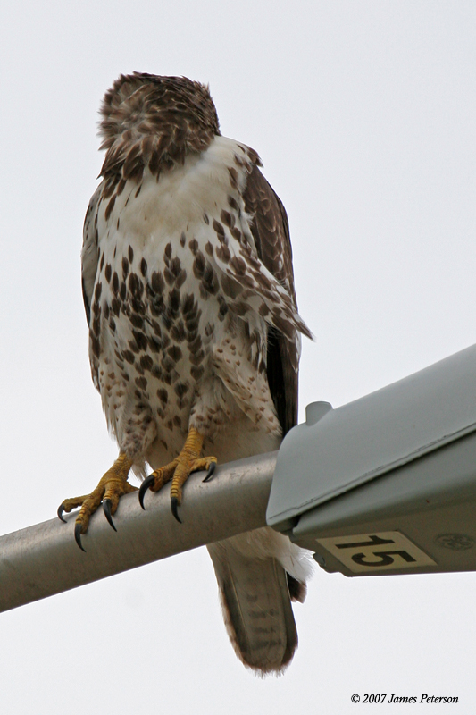 Red-tailed Hawk (23035)