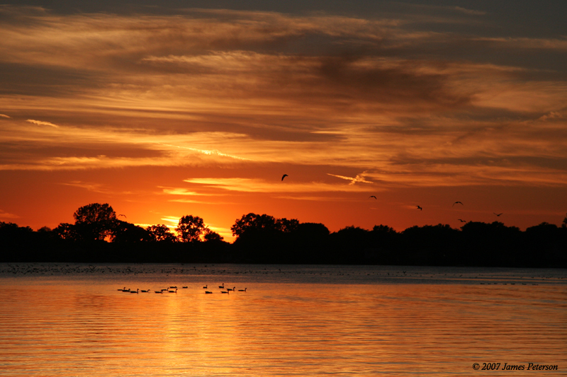 Waterfowl Sunset (23565)