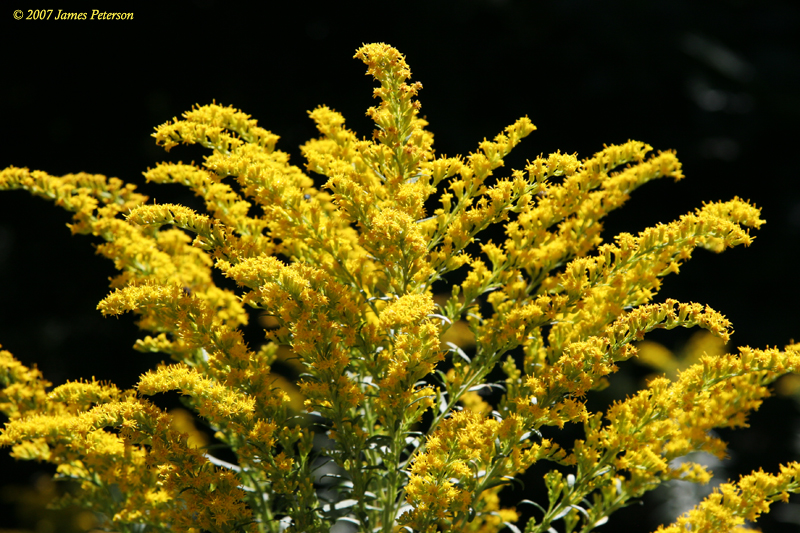 Yellow Bush (23216)