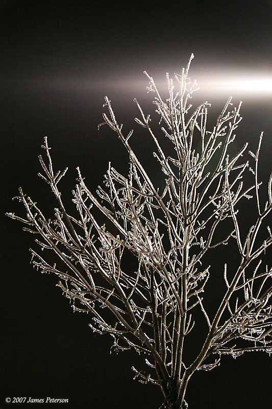 Ice on Tree (26982)
