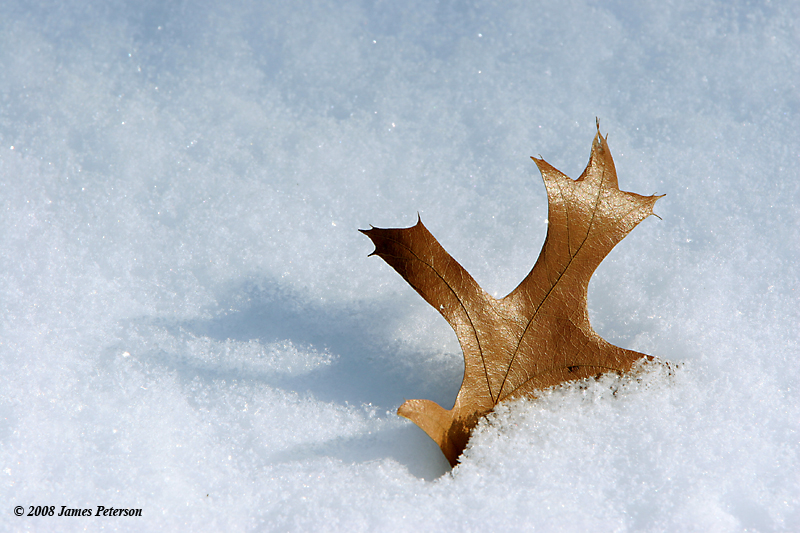 Leaf (29326)