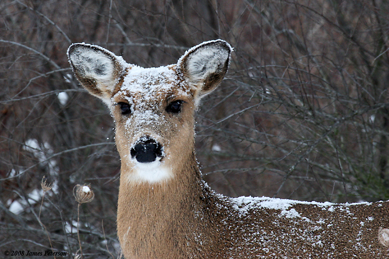 Deer (29731)