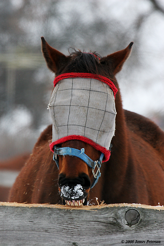 Horse Eatin' Fence (29722)