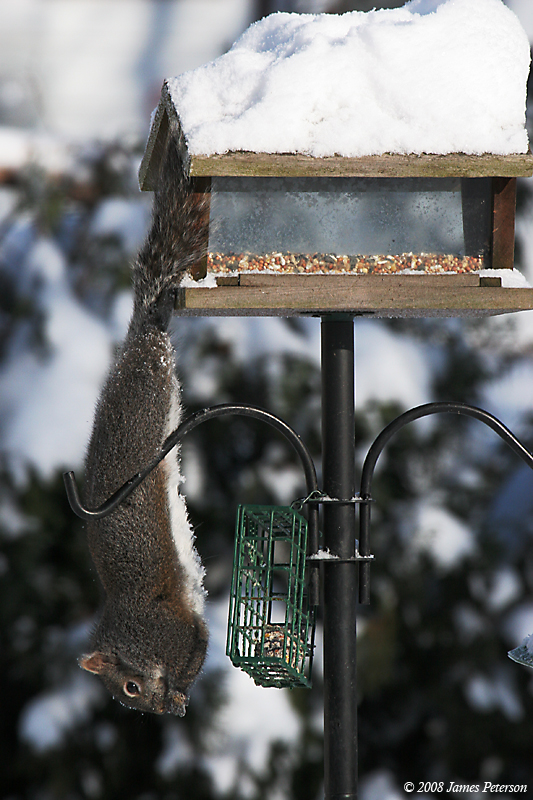 Feeding Time (30113)