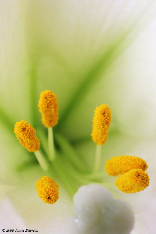 Easter Lily (30599)