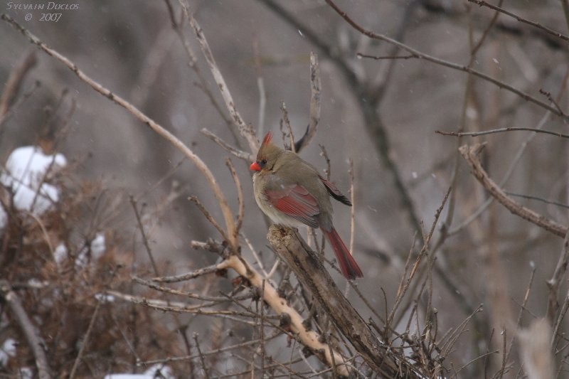 Cardinal rouge / Northern cardinal