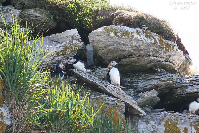 Macareux moine / Atlantic puffin