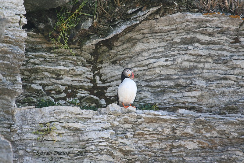 Macareux moine / Atlantic puffin